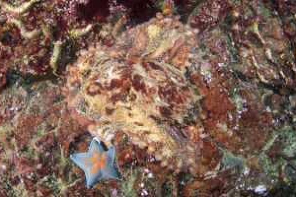 Kraken ссылка актуальная